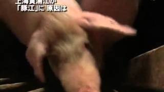 上海黄浦江が「豚江」に 原因は