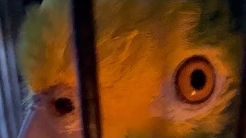 Show Me The Way Tico