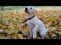 Лабрадор-ретривер-щенок в 3 месяца,что он умеет делать.