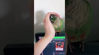 Parrot Moves Towards Owner’s Palm to Enjoy Cuddles