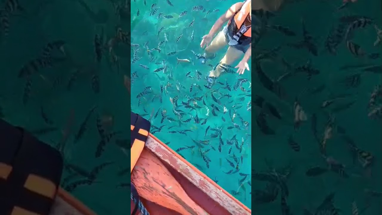 🎣 Peaceful Fishing by the Lake | Relaxing Nature 