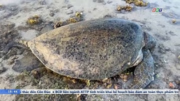 Vườn Quốc gia Côn Đảo giải cứu Rùa xanh quý hiếm bị mắc cạn | BRTgo