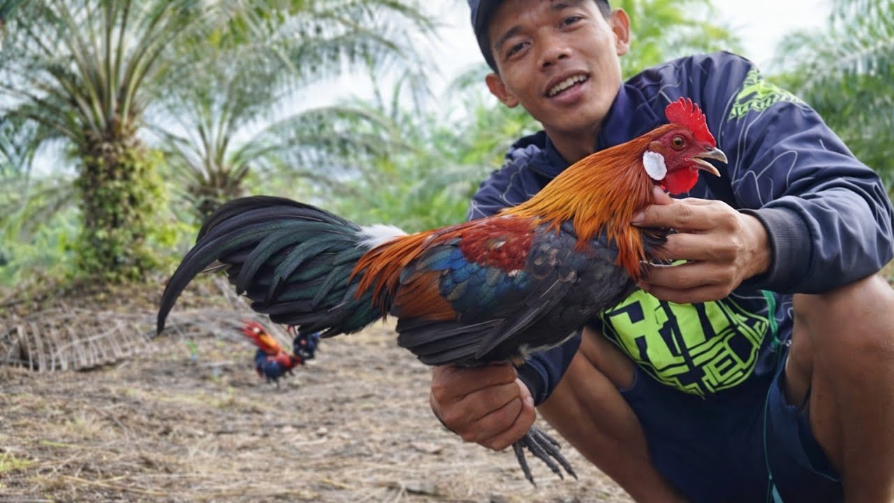 SERU.. MIKAT AYAM HUTAN DI LOKASI YANG BANYAK AYAM HUTAN NYA