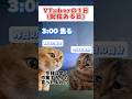 【 #猫ミーム 】VTuberのとある1日#猫マニ #猫meme #猫マニア #比羽沢れいら #新人vtuber #vtuber