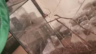 Ogre-Faced Net Casting Spider makes her eggsac (Deinopis subrufa)