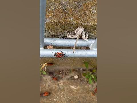 ЖУК ПОЖЕЖНИК - YouTube