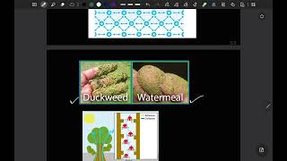 Cohesion of water molecules concept 3.2 part 1 Campbell's biology english