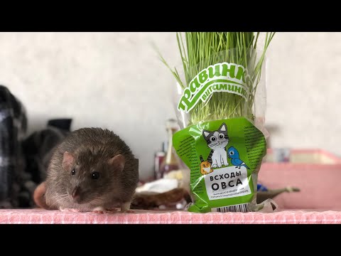 Какую зелень можно крысам? 🐀