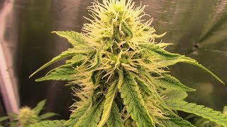 S11:E5 Autoflower cannabis grow update Mephisto, Kera, Fastbuds day 43