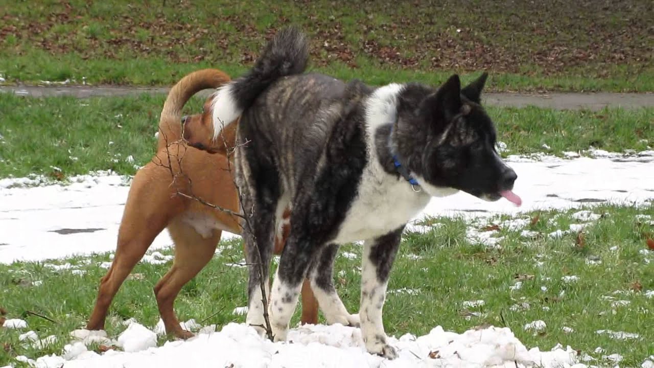 akita mix with rottweiler akita bulldog x rottweiler akita mix with rottweiler akita bulldog x rottweiler