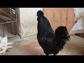 Kadaknath chicken egg laying  moment while Rooster stands Guard