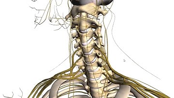 Spine tutorial 1   Vertebral Column   Anatomy Tutorial online video cutter com 1