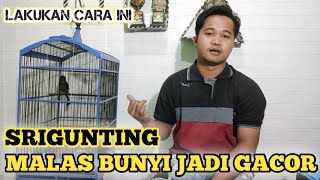 RUBAH POLA RAWATAN SRIGUNTING MALAS BUNYI JADI GACOR RAJIN BUNYI