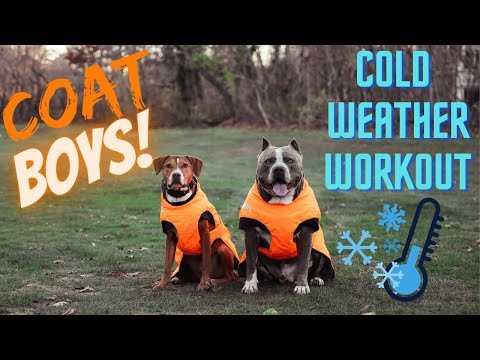 Champ Gio | How To Workout Your Dog | Cold Weather Workout | American Bully | Pitbull
