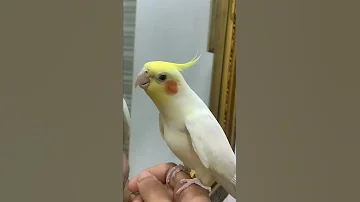 الكروان صوت السعاده 