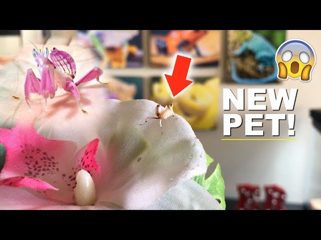 NEW PINK ORCHID MANTIS!!