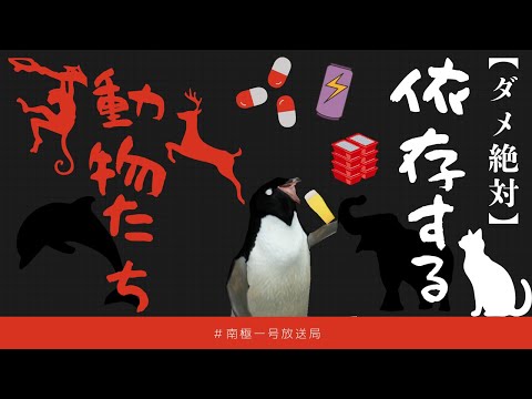 【南極一号放送局】ダメ絶対！　依存する動物たち