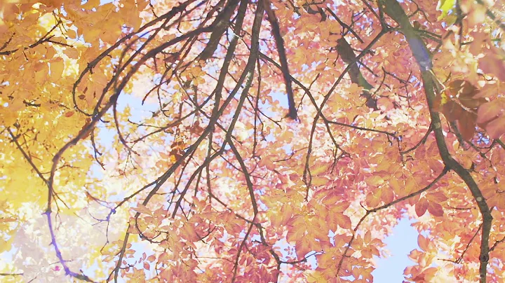 Autumn leaves Motion Effects Background Video (1080p) || No Copyright Videos