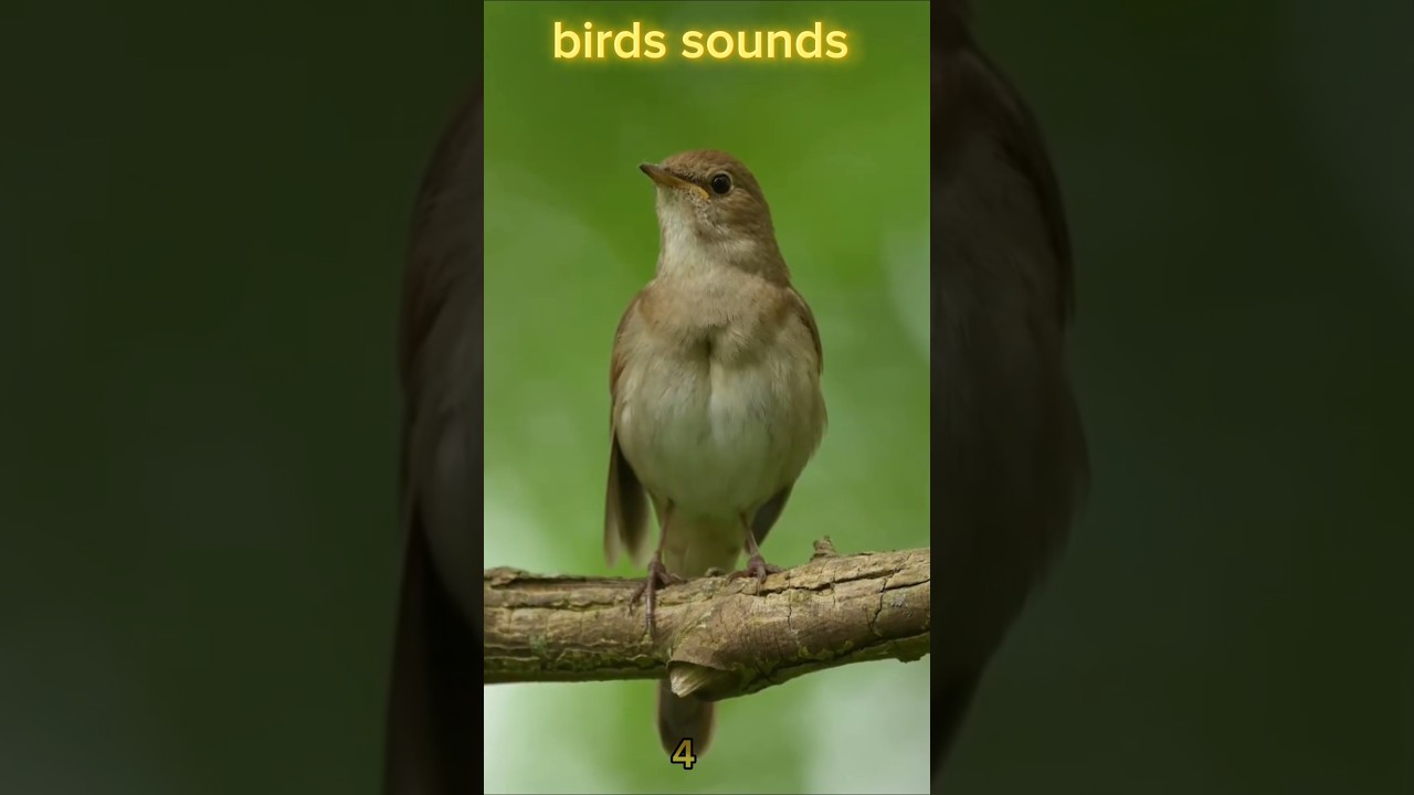 birds sounds 🕊️😱😱😱💀