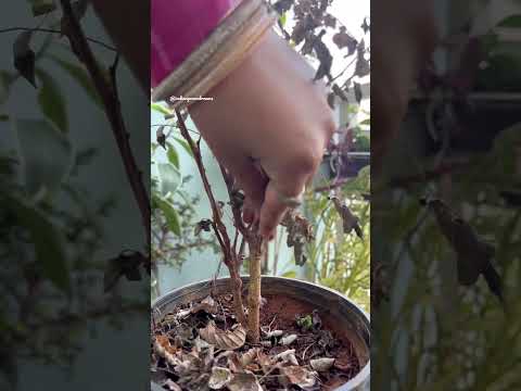 Video: Kan du gjenopplive tørkede planter – hvordan redde planter fra tørke