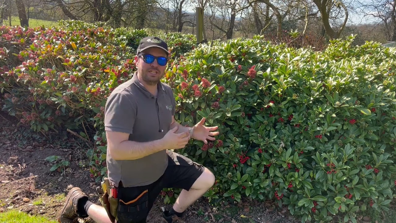 All About Skimmia Japonica!