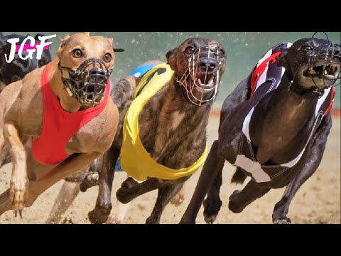 Greyhound legend 525 yard Track Race Showdown