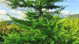 Seasons of the Larch Tree
