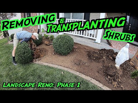 Transplanting, Pruning, x Removing Shrubs | Landscaping Renovation: Phase 1