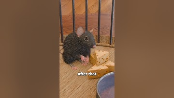 The Rat Park Experiment 🐭