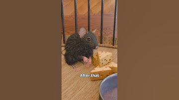 The Rat Park Experiment 🐭