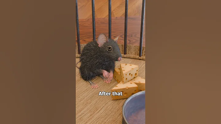 The Rat Park Experiment 🐭