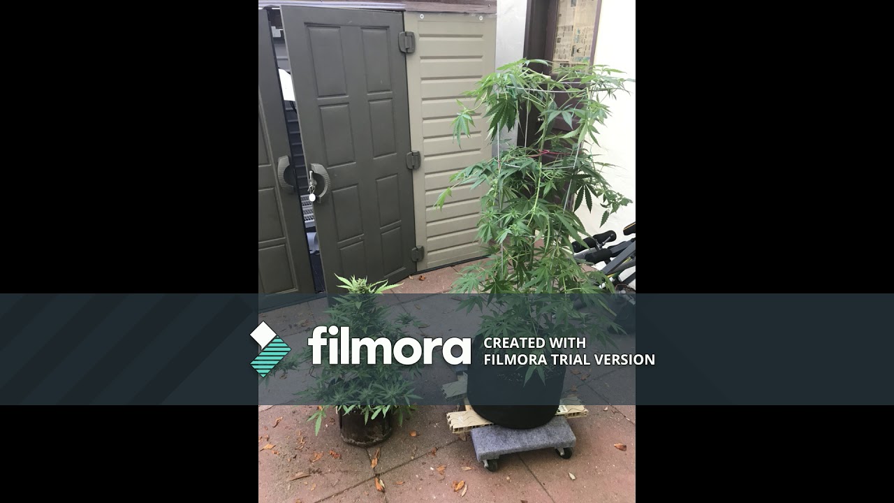 Female Seeds auto White Widow/Big Bud