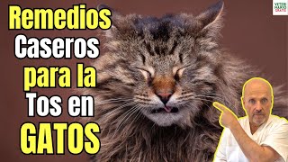 💝 HOME REMEDIES FOR COUGH IN CATS 💝 screenshot 2