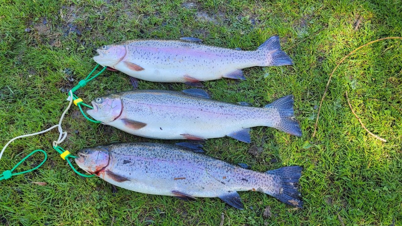 Ловля форели в Чок-Спрингс. Какой замечательный весенний день! Три очень упорно борющихся радужны...