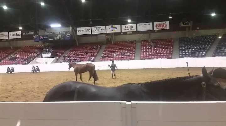 Amy Brosch's Quarterhorse Congress-Pretty Assets