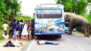 A severe elephant attack on a bus  People fall down in fear #elephantattack by BLACK ELEPHANT 375,265 views 1 month ago 13 minutes, 45 seconds