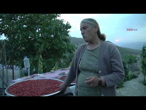 Dersim’de dağlardan toplanan