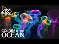 Les couleurs de locan 4k ultra  les meilleurs animaux marins 4k pour la relaxation  16