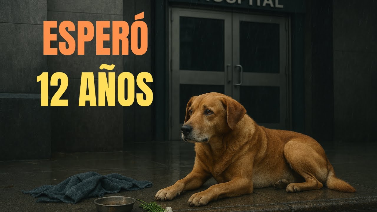 Canelo el perro que esperó 12 años