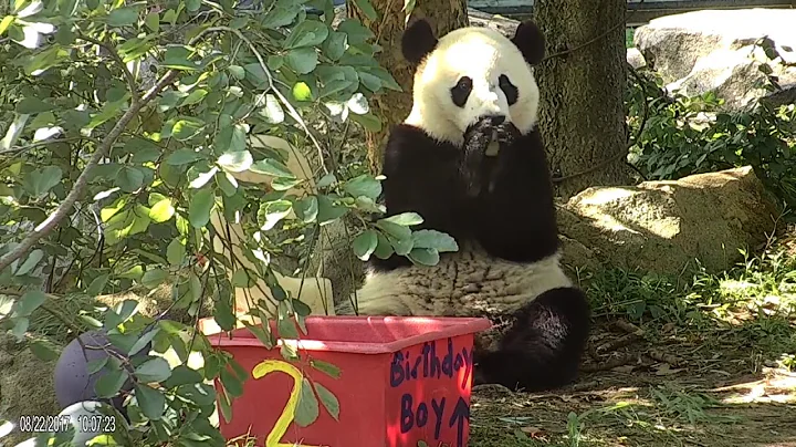 Watch Adorable Pandas from Around the World Celebrate Their Birthdays - DayDayNews