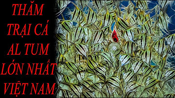 THĂM TRẠI CÁ ALTUM LỚN NHẤT VIỆT NAM -  SÀN CÁ CẢNH TV
