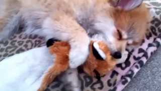 FOXY the Pomeranian gives her FOX a relaxing MASSAGE