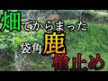 畑で鹿がネットに絡みついてた