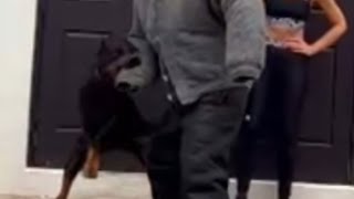 Aggressive Doberman