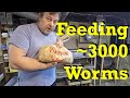 20-day old worm bin's second feeding - red wiggler worm farm vermicomposting