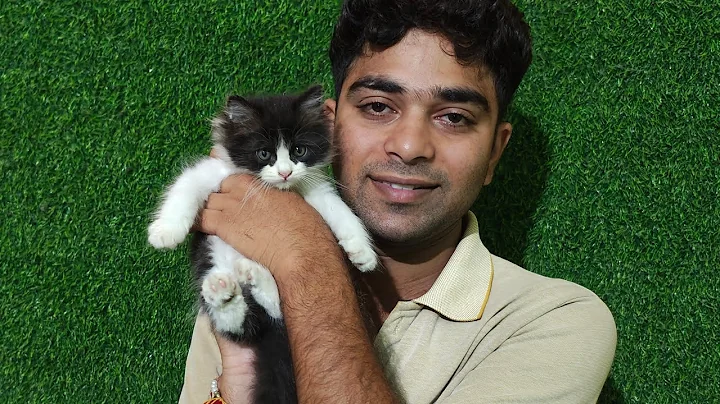 Video 11201141: persian cat grooming, persian cat food, persian kitten, cute kitten