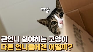 낯선 언니들과 하룻밤을? 사람 안 좋아하는 줄 알았던 내 고양이의 대반전 행동ㅠ