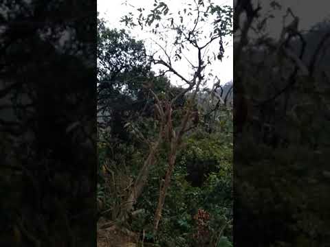 camera iphone 8 plus apk Lovely monkeys @HongKong