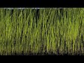 Grass seed sowing, germination & grass growing time lapse