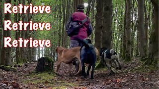 Retrieve Drill For Young Springer Spaniel